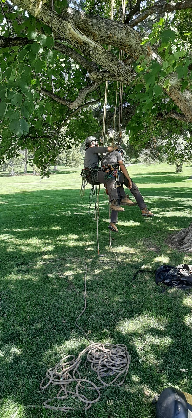 Ben roped in and working high in a tree