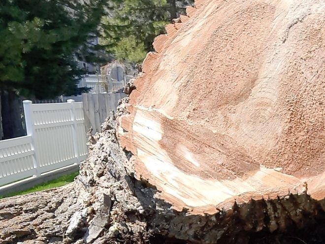 Fresh cut face on a large trunk from a removal